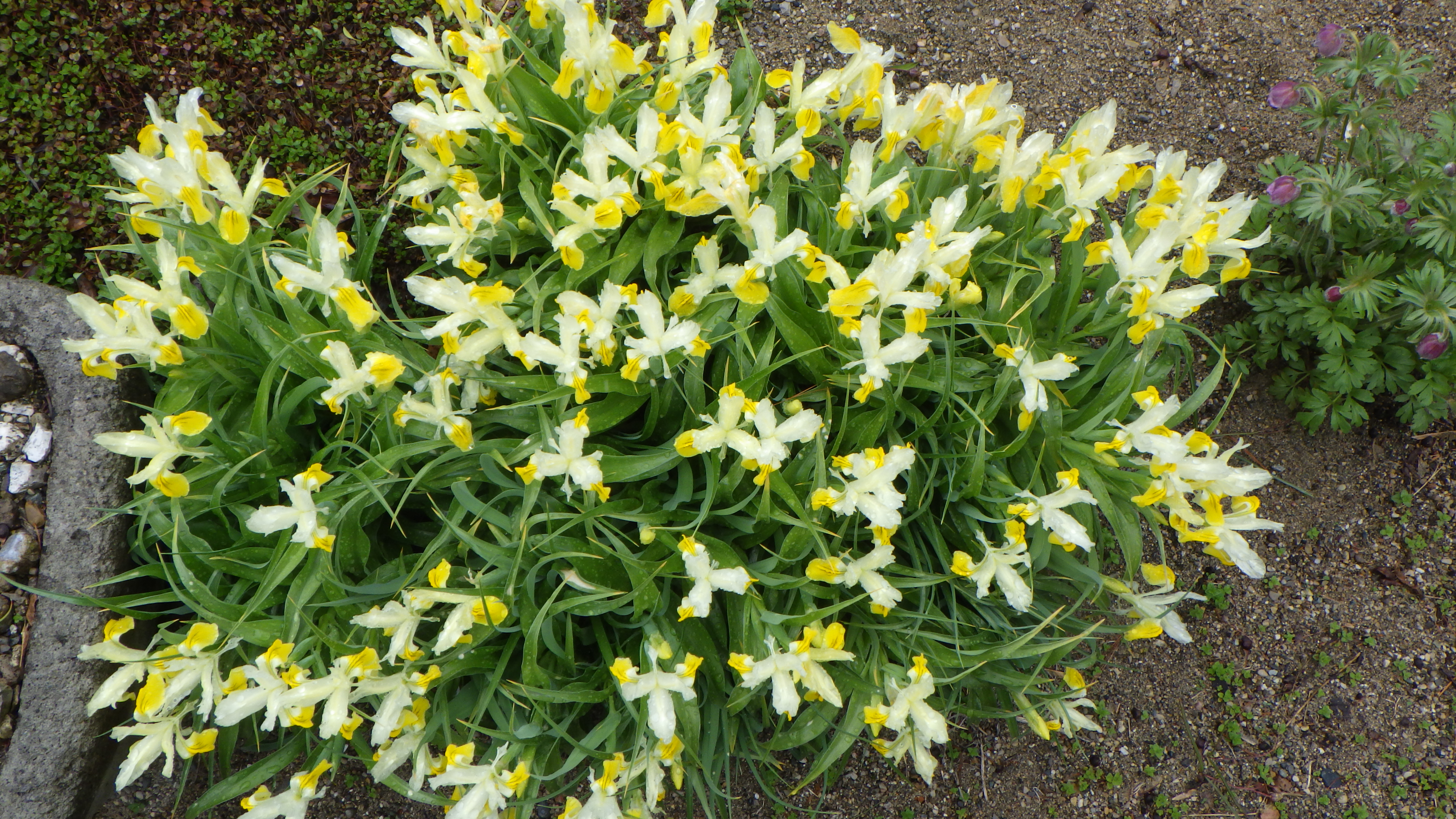 Iris bucharica